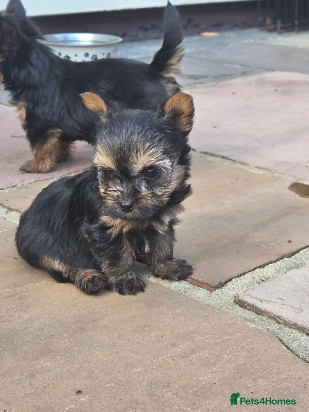 Yorkshire Terrier dogs for sale: Yorkshire Terrier Puppies Male in Mitcham - Advert 6