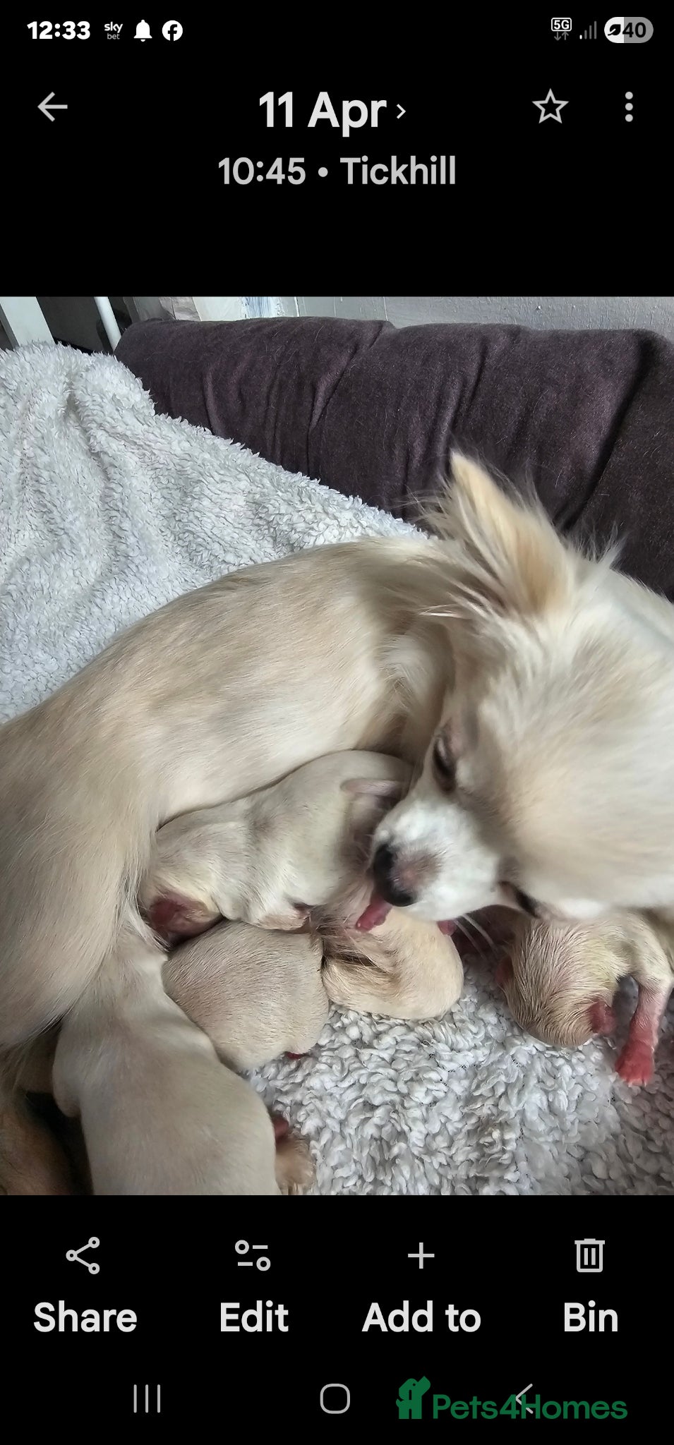 Pomchi dogs for sale: Stunning pomchies - Advert 5