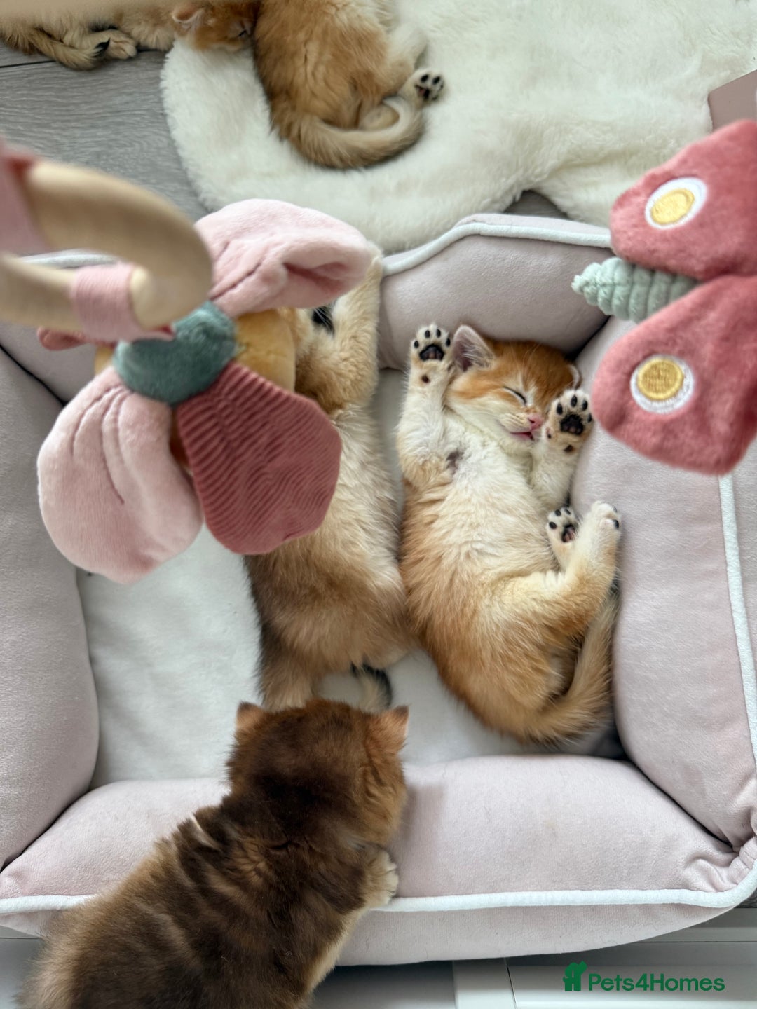 Brazilian Shorthair cats for sale: Golden British Shorthair kittens - Image 9