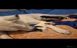 Mixed Breed dogs for sale: Husky cross puppies for sale  - Image 1