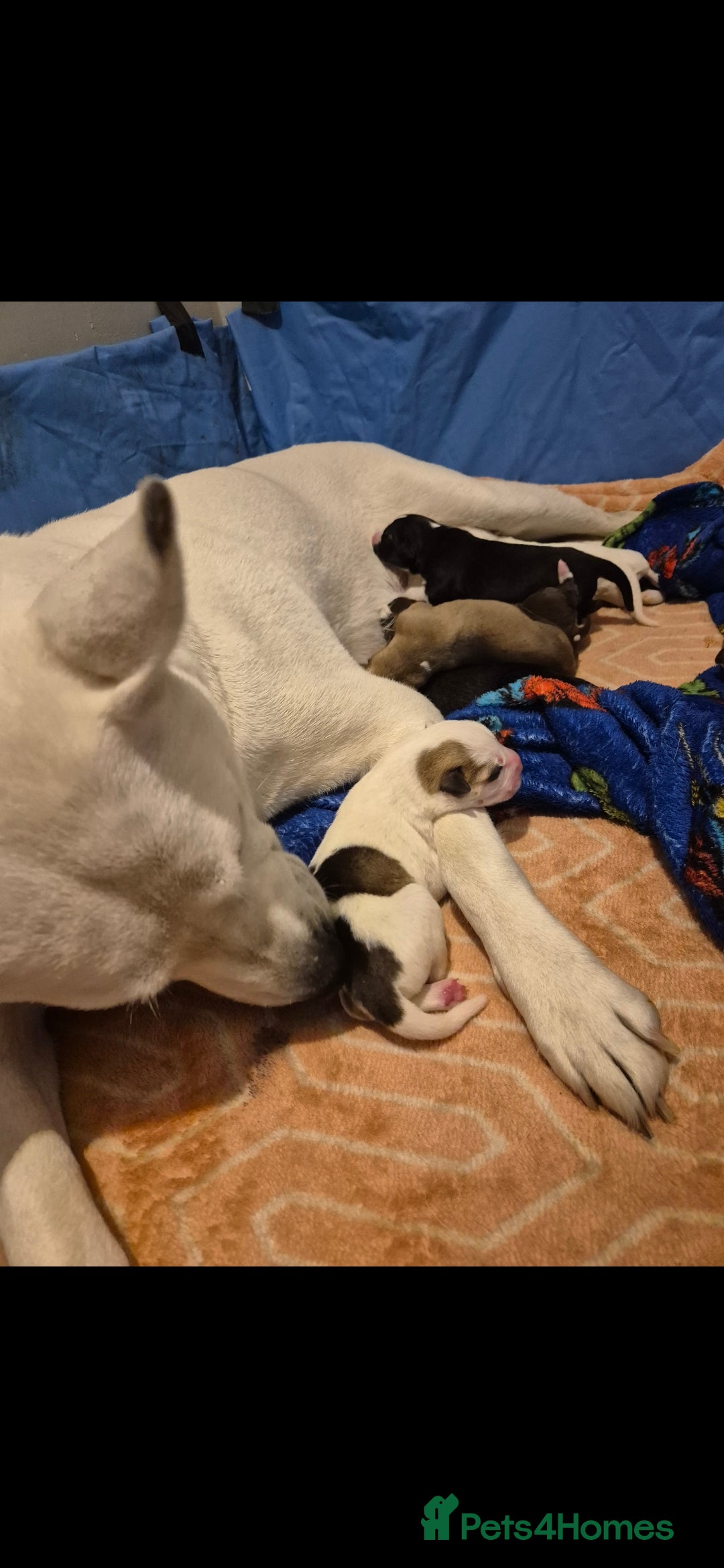 Mixed Breed dogs for sale: Husky cross puppies for sale  - Image 1