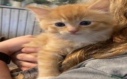 Ragdoll cats for sale: Ragdolls kittens  - Image 6