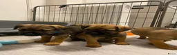 Border Terrier dogs for sale: ⭐️BORDER TERRIERS, KC REGISTERED  - Advert 4