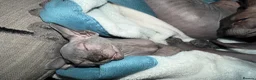 Sphynx cats for sale: Adorable sphynx girl  - Advert 10