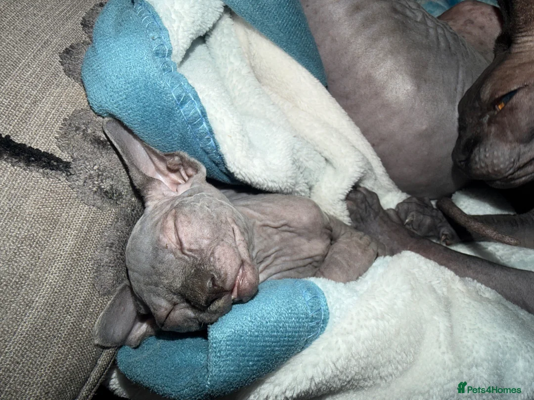 Sphynx cats for sale: Adorable sphynx girl  - Advert 10