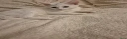 Turkish Angora cats for sale: ✨️🌸Stunning Turkish Angora Females✨️🌸 - Advert 4