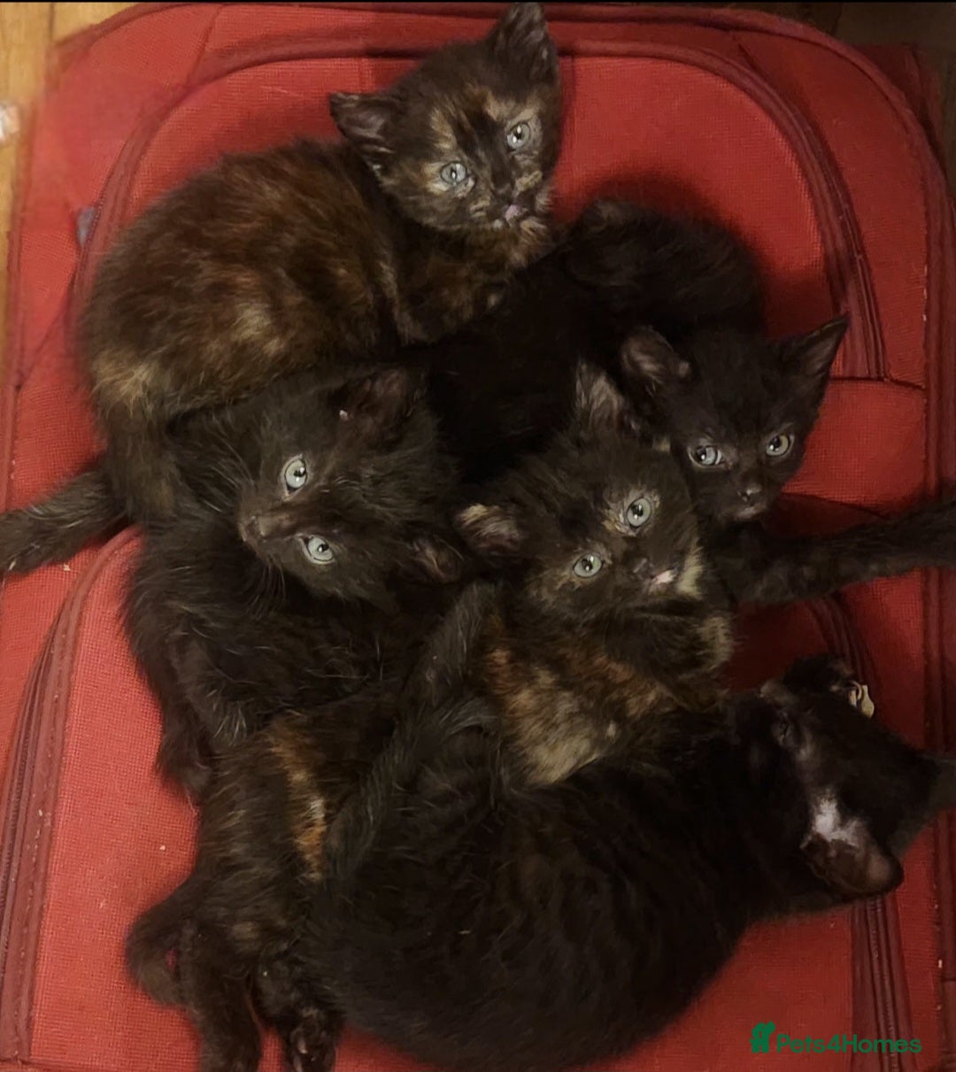 Mixed Breed cats for sale: Beautiful mixed kittens - Image 8