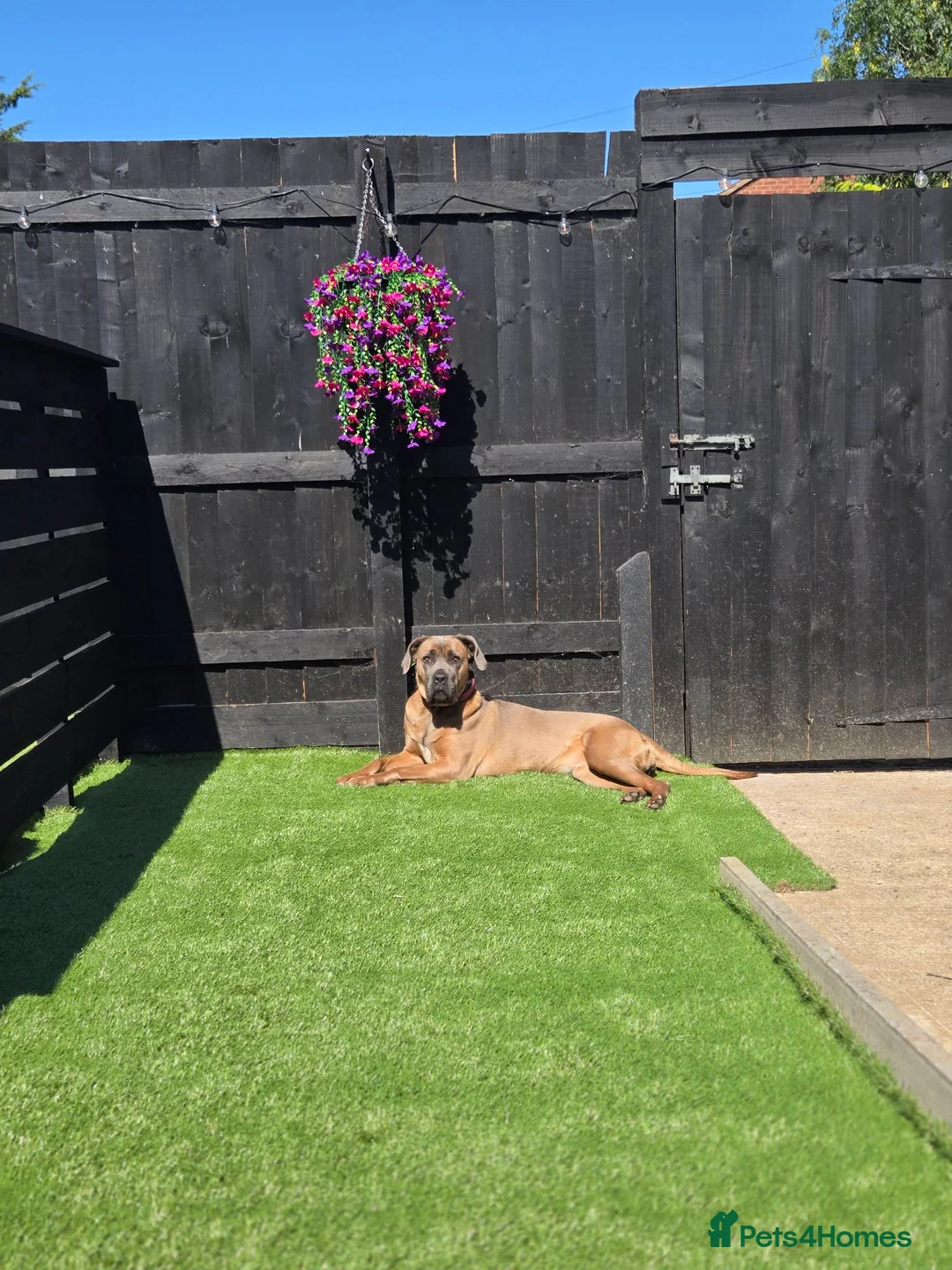 Cane Corso dogs for sale: Cane corso  in Leicester - Advert 2