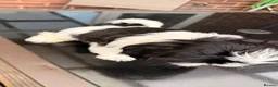 Shih Tzu dogs for sale: Puppy Shih tzu  - Advert 7