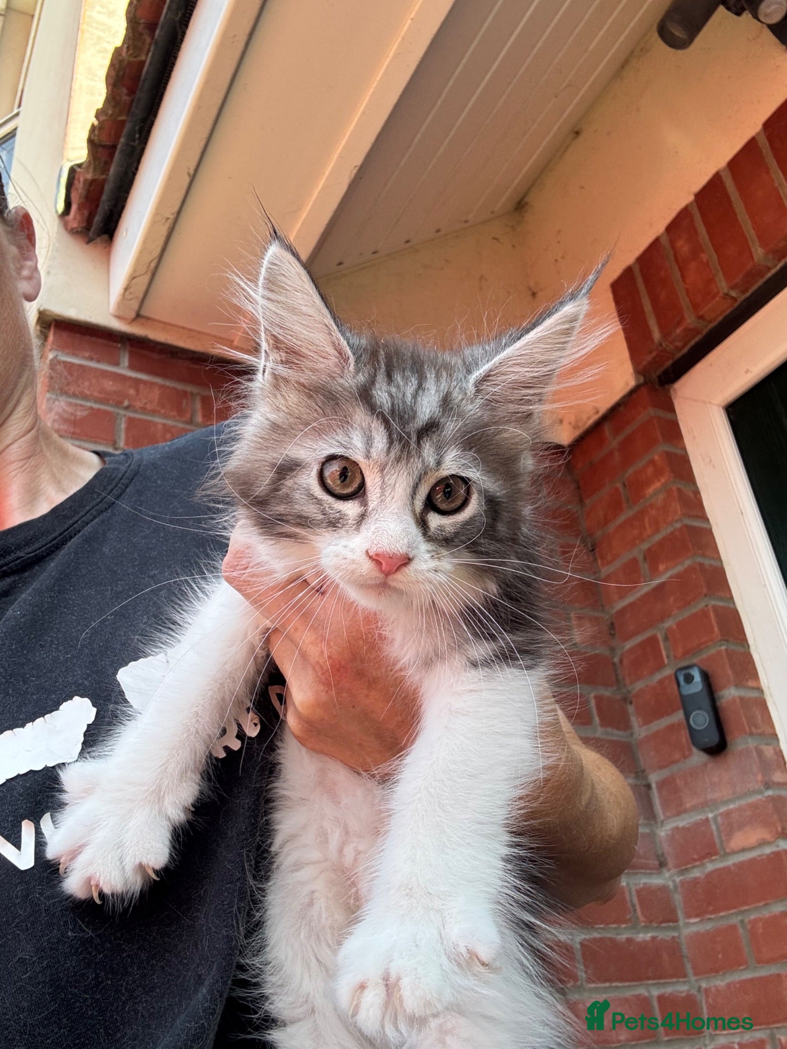Maine Coon cats Last Maine Coon kitten silver female ready now - Advert 2