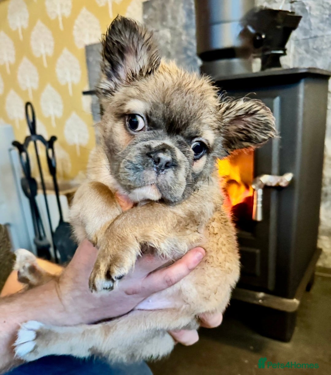 French Bulldog dogs for sale: FULL FLUFFY KC REG FRENCH BULLDOGS–MOTHER & SON  - Advert 10