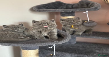 British Shorthair cats - Advert 5
