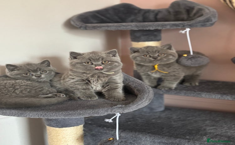 British Shorthair cats - Advert 2