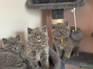 British Shorthair cats - Advert 5