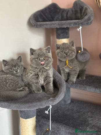 British Shorthair cats - Advert 2