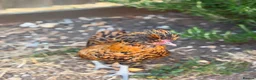 Chickens poultry for sale: Mixed Roosters - Advert 5