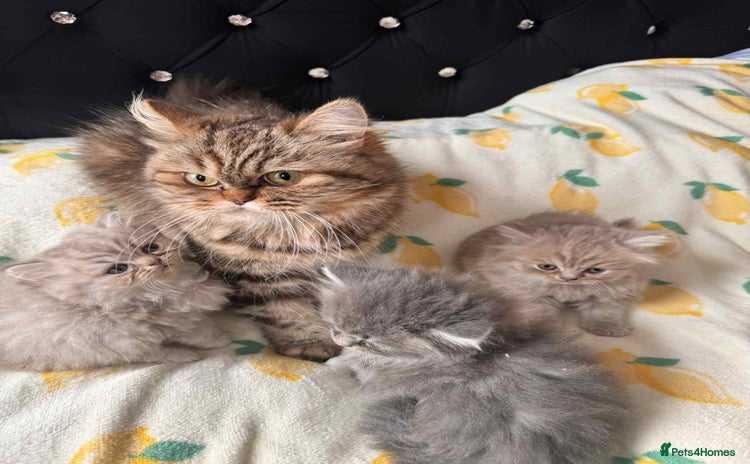 British Longhair cats - Advert 1