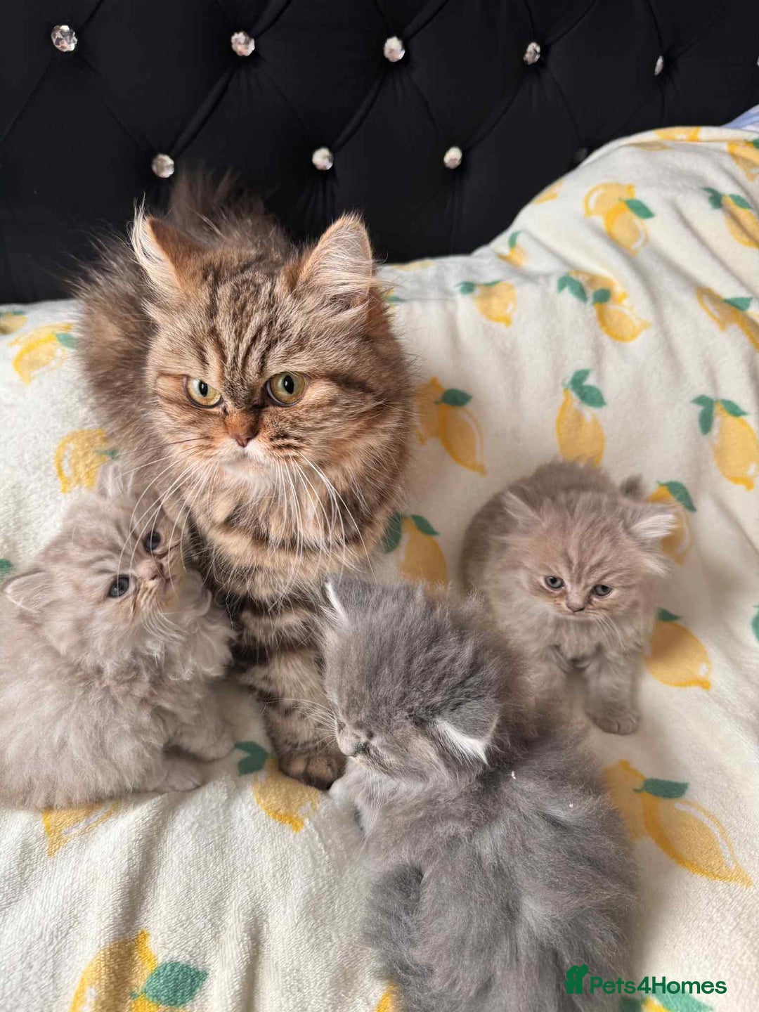 British Longhair cats for sale: British long hair kittens - Image 1