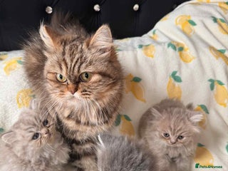 British Longhair cats - Advert 4