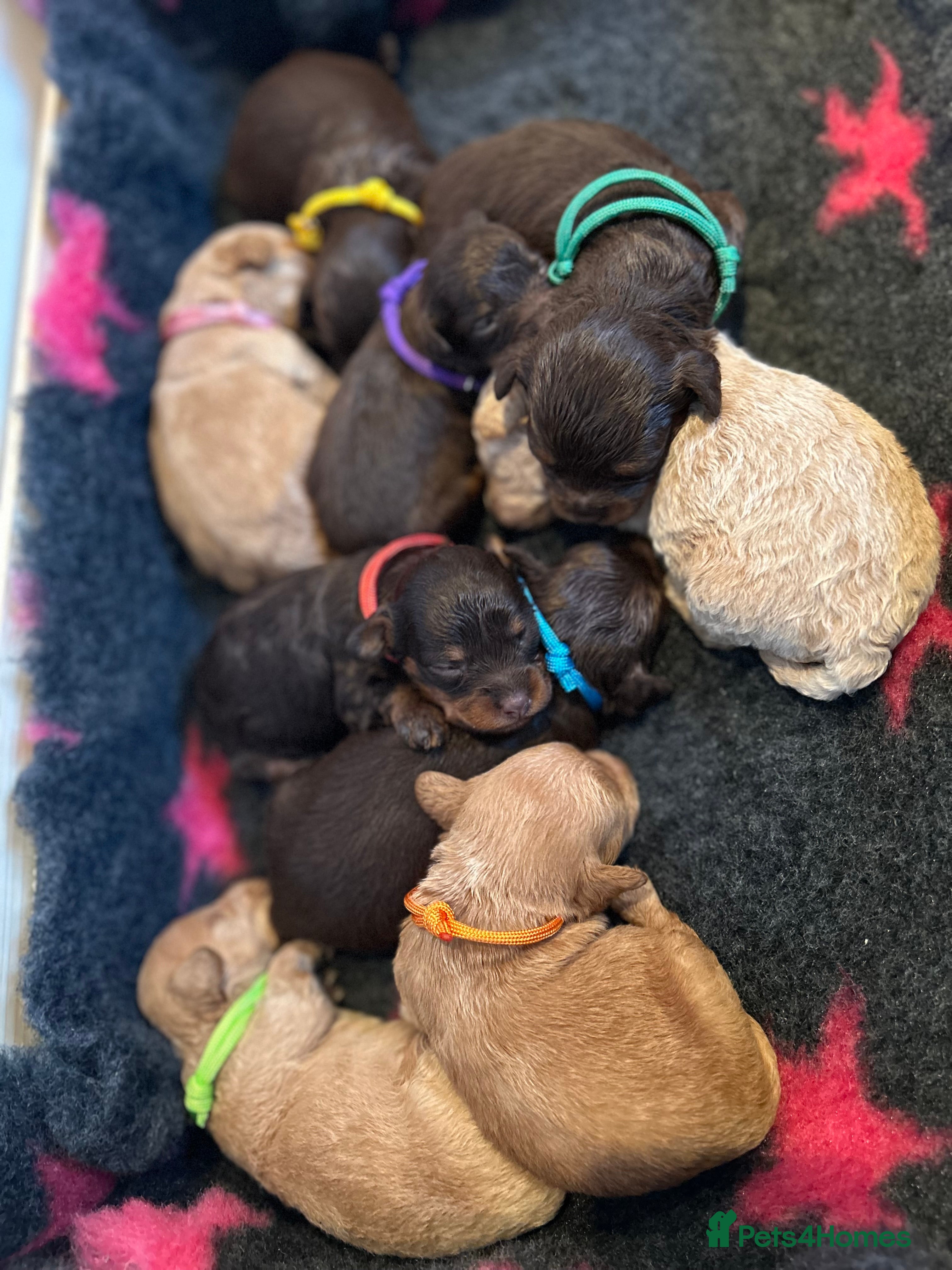 Maltipoo dogs Chocolate & tan Maltipoos (TOY!) - Advert 3