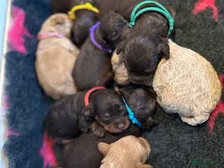 Maltipoo dogs Chocolate & tan Maltipoos (TOY!) - Advert 3