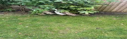 Ducks poultry for sale: 5 female ducks  in Petersfield - Advert 10