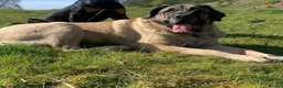 Mixed Breed dogs for sale: Mastiff cross pup  - Advert 2