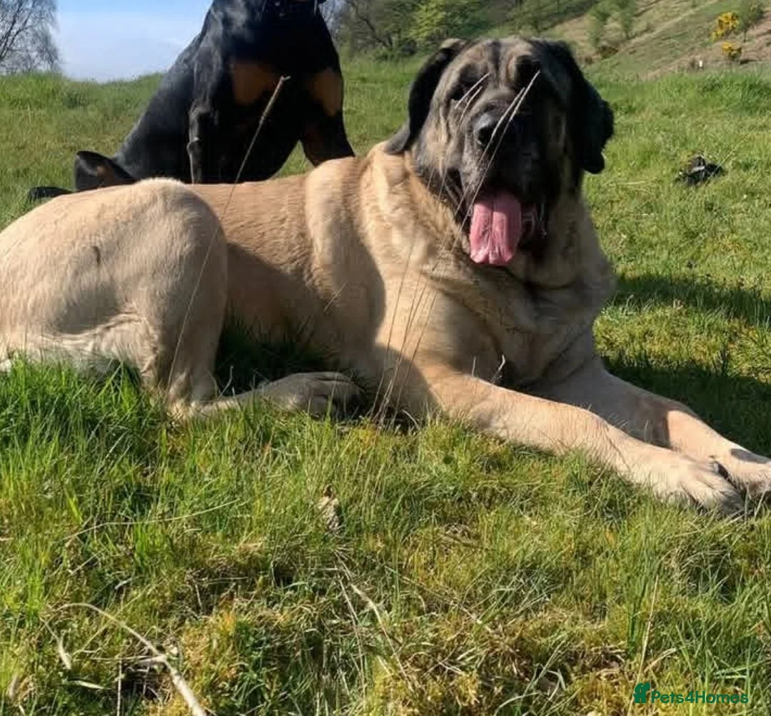 Mixed Breed dogs for sale: Mastiff cross pup  - Advert 2