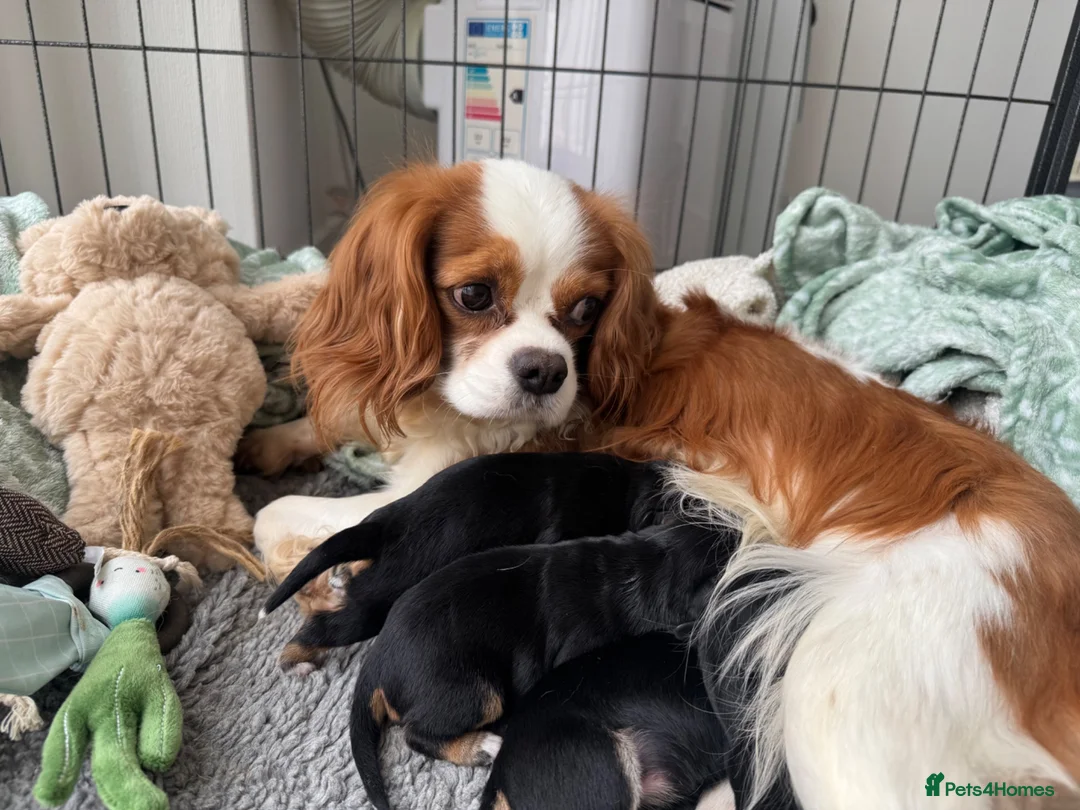 Mixed Breed dogs for sale: King Schnauzer (Cavalier, Cross mini Schauzer)  - Advert 2