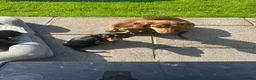 Miniature Dachshund dogs for sale: Gorgeous KC reg miniature dachshund puppies  - Advert 12