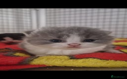 British Shorthair cats for sale: 😍 READY NOW gccf reg British shorthair kittens - Advert 4