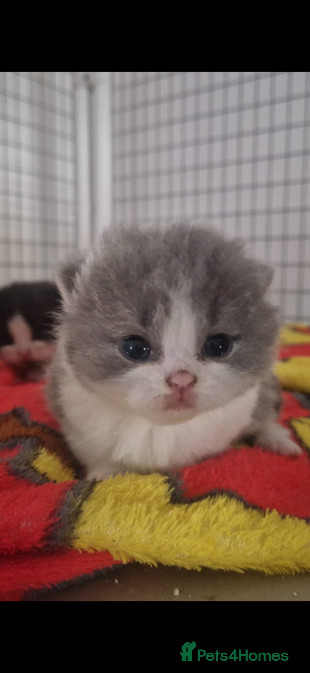 British Shorthair cats for sale: 😍 READY NOW gccf reg British shorthair kittens - Advert 4