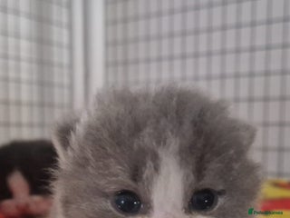 British Shorthair cats - Advert 5