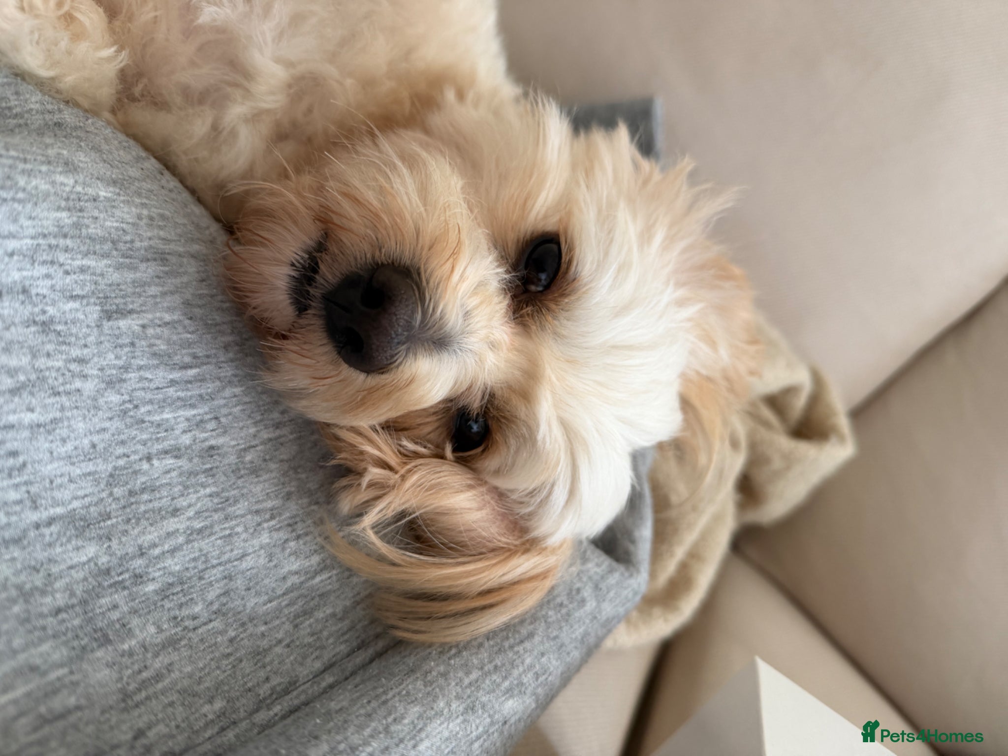 Maltipom dogs Male Maltipoo for Stud – Teddy - Advert 7