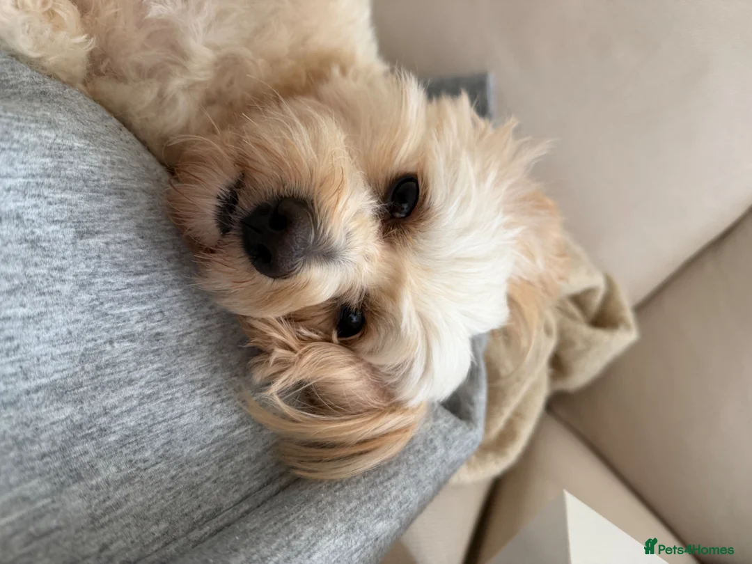 Maltipom dogs for stud: Male Maltipoo for Stud – Teddy - Advert 1