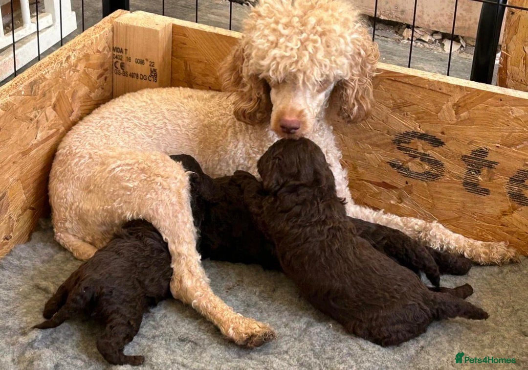 Miniature Poodle dogs for sale: 2 Boys left-KC Registered.Ready to leave next week - Advert 10