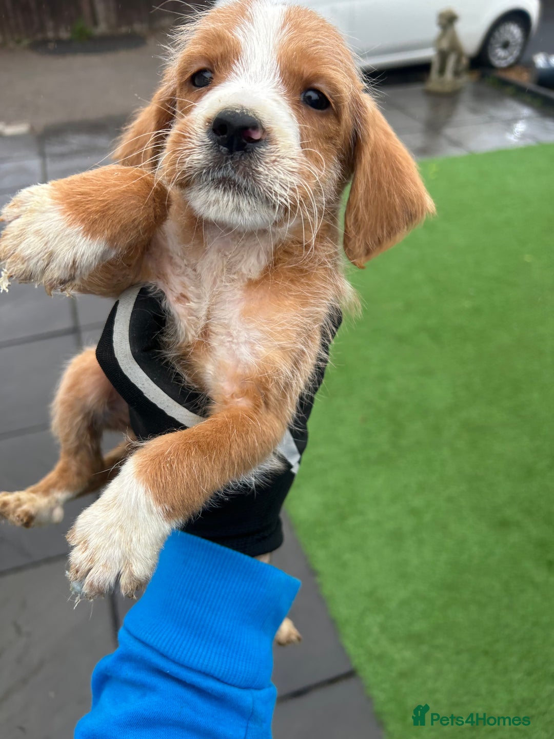 Mixed Breed dogs for sale: Here we have our last 3 pups of our litter  - Image 4