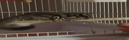 Sugar Glider rodents for sale: Sugar Glider  in Waltham Abbey - Advert 5