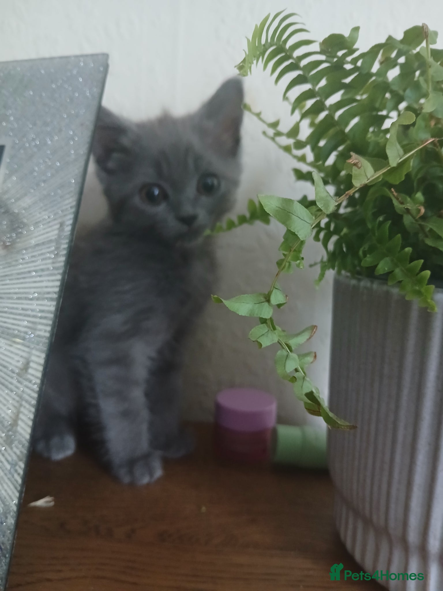 Himalayan cats Left Grey girl only - Advert 1