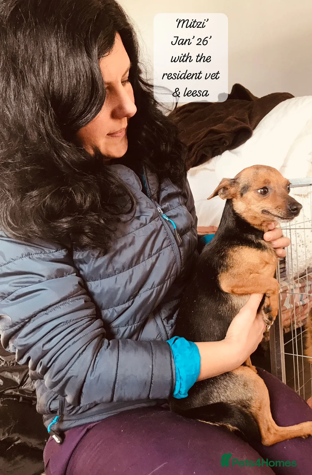 Mixed Breed dogs for adoption: Mitzi, Small 3-5 yr old. Available for adoption. - Advert 8