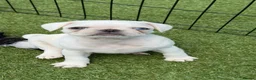 Pug dogs for sale: Beautiful & Unusual Purebred Pug Puppies £1000 - Advert 6