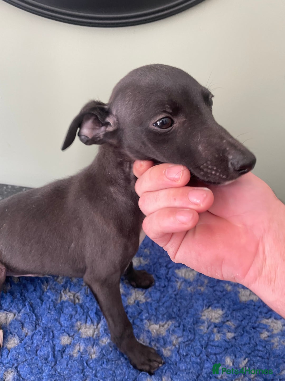 Whippet dogs for sale: READY NOW in Maidstone - Image 8
