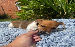 Jack Russell dogs for sale: 5 Available: Jack Russell Puppies. 2 Girls, 3 Boys - Image 10