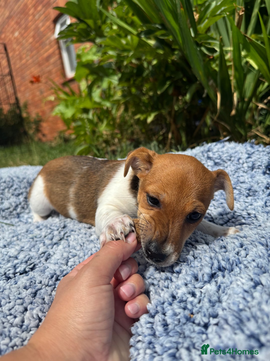Jack Russell dogs for sale: 5 Available: Jack Russell Puppies. 2 Girls, 3 Boys - Image 10