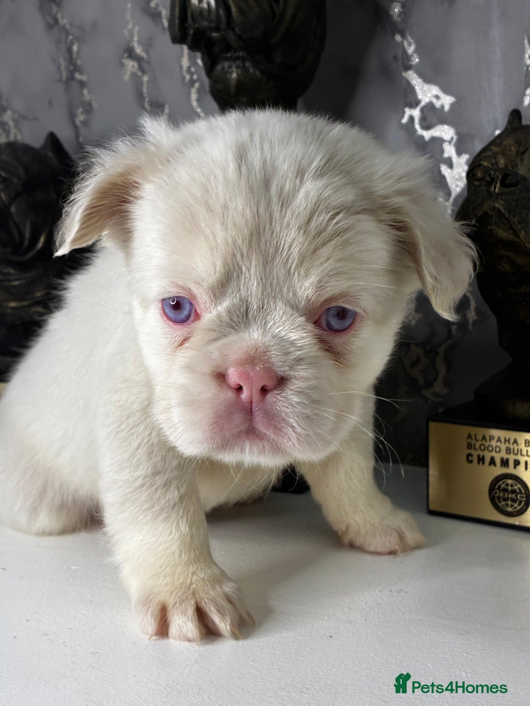 French Bulldog dogs for sale: Fluffy French Bulldogs Visual pink to make you 😉  - Advert 7