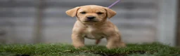 Labrador Retriever dogs for sale: KC registered Working Line Yellow Labrador Puppies in King's Lynn - Advert 5
