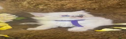 Ragdoll cats for sale: GCCF Sealpoint Lynx Mitted Ragdoll Kittens  - Advert 21