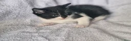 Mixed Breed cats for sale: 5 kittens ready for new home  - Advert 13