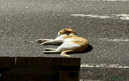 Mixed Breed cats for adoption: 3yr old Bobby deserves warm and dry place to sleep - Advert 2