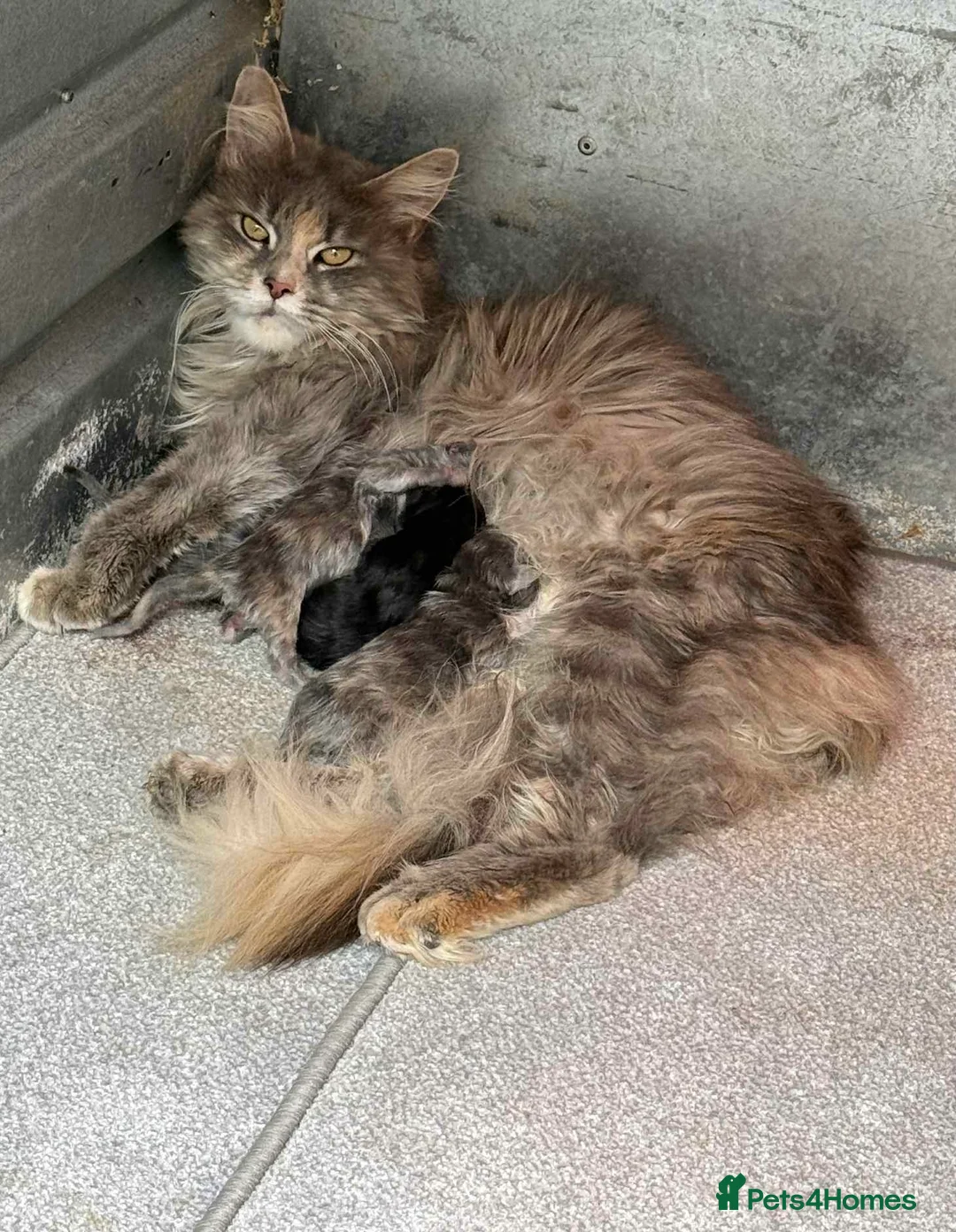 Maine Coon cats for sale: Maine Coon Kittens - Advert 9